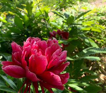 Feiertag Mairose
